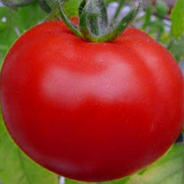 Yellow Pink помидоры LV Heirloom Red Orange Giant Cherry Plum Tomato seeds